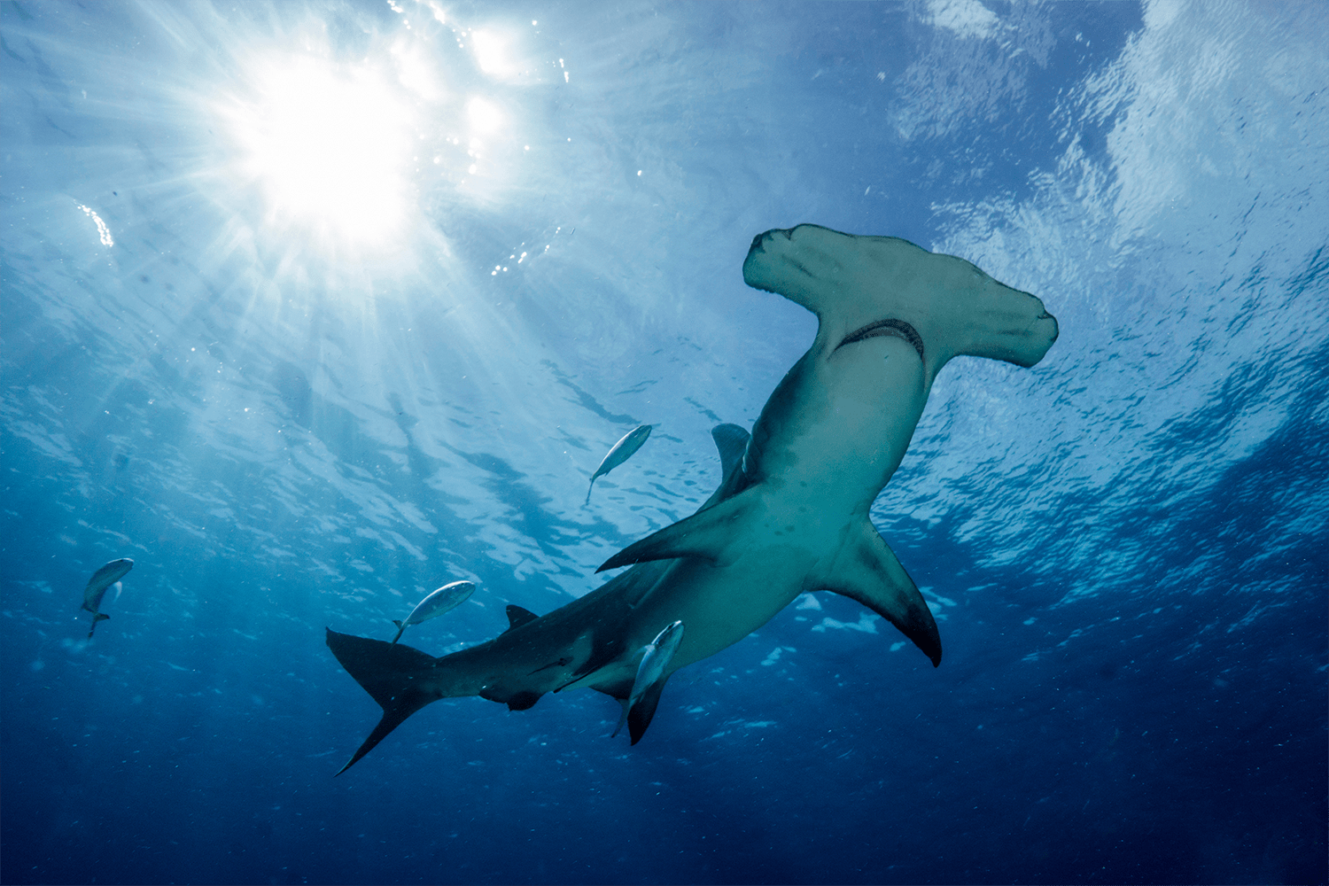 ハンマーヘッドシャークハンマー/シャークヘッドハンマー